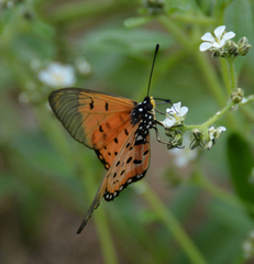 Acraea neobule