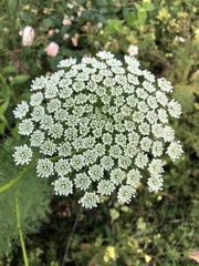 Ammi majus