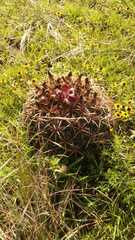 Coryphantha pycnacantha