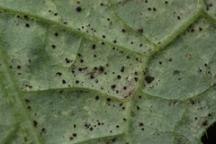 Puccinia laschii