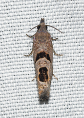 Eucosma tomonana