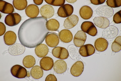 Puccinia laschii