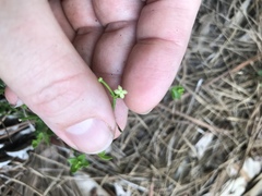 Galium bermudense