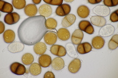 Puccinia laschii