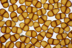 Puccinia laschii