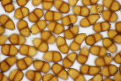 Puccinia laschii