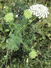 Ammi majus