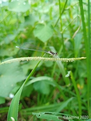 Aciagrion occidentale