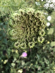 Ammi majus