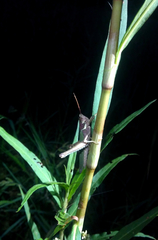 Coryacris angustipennis