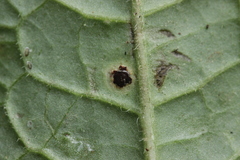Puccinia cnici-oleracei