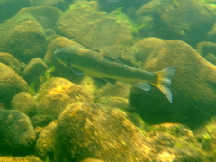 Catostomus macrocheilus