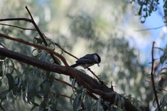 Poecile atricapillus