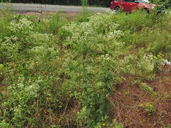 Eupatorium × truncatum