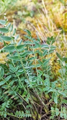 Oxytropis sordida