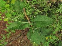 Eupatorium × truncatum