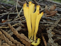 Clavulinopsis corniculata
