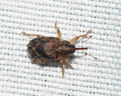 Lignyodes bischoffi