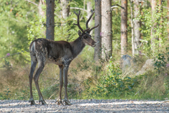 Reindeer photo 5