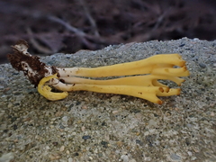 Clavulinopsis corniculata