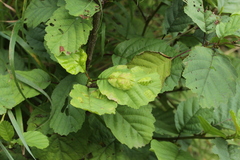 Taphrina tosquinetii