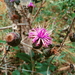 Lessingianthus buddleiifolius - Photo (c) Igor Souzza,  זכויות יוצרים חלקיות (CC BY-NC), הועלה על ידי Igor Souzza