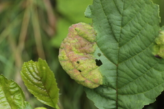 Taphrina tosquinetii