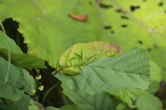 Taphrina tosquinetii