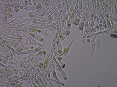 Clavulinopsis corniculata