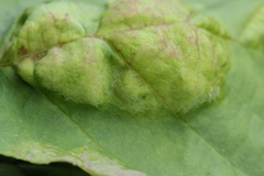 Taphrina tosquinetii