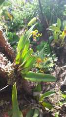 Masdevallia caudivolvula