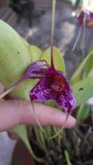 Masdevallia chaparensis