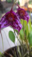 Masdevallia chaparensis