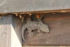 Tarentola mauritanica