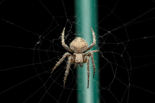 Common Hairy Field Spider, 13380 Plan-de-Cuques, France, photo 10 of 10