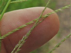 Leptochloa panicea