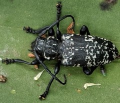 Acanthoderes funeraria