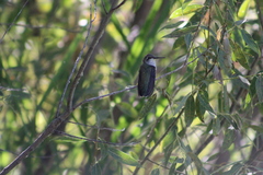 Archilochus alexandri