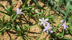 Xerophyta humilis