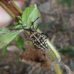 Camptischium