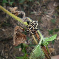 Camptischium