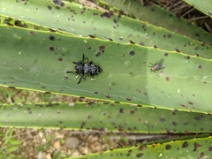 Acanthoderes funeraria