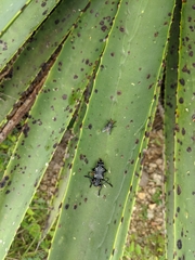 Acanthoderes funeraria