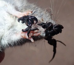 Kontikia ventrolineata