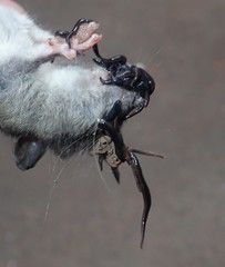 Kontikia ventrolineata