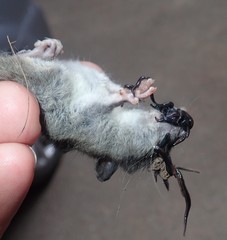 Kontikia ventrolineata