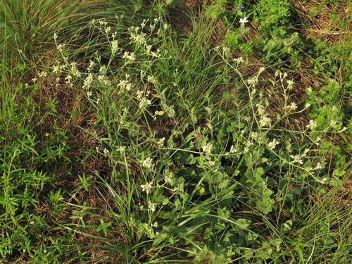 Eriogonum multiflorum var. multiflorum