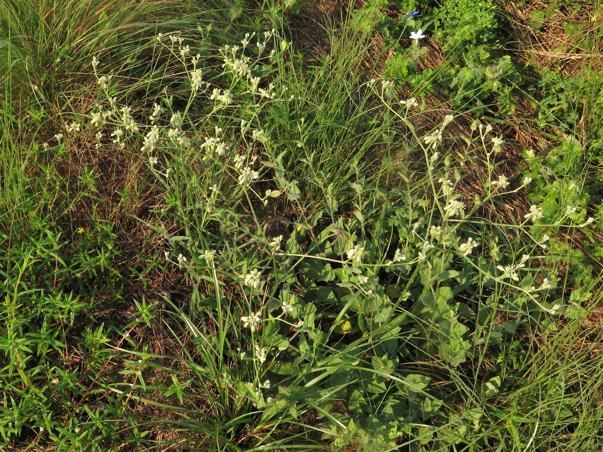 Eriogonum multiflorum var. multiflorum