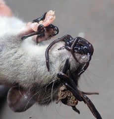 Kontikia ventrolineata