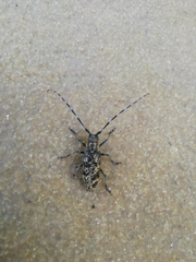 Monochamus saltuarius